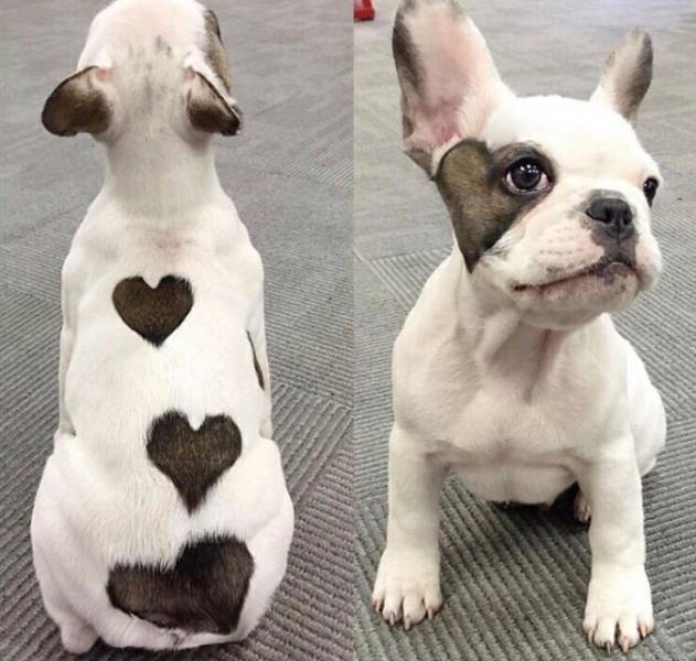 daily picdump weekend edition 55 pics 2.html - 55 HD Photos | Premium Gallery 2018