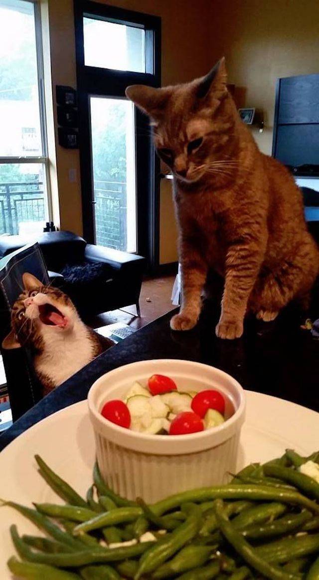 daily picdump weekend edition 72 pics 2.html - 72 HD Photos | Premium Gallery 2018