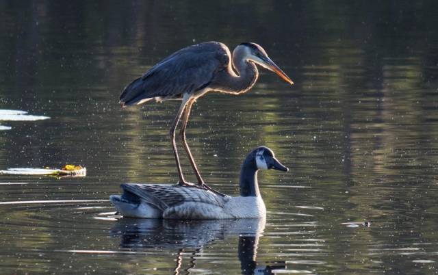 daily picdump 102 pics 38.html - 102 HD Photos | Premium Gallery 2018