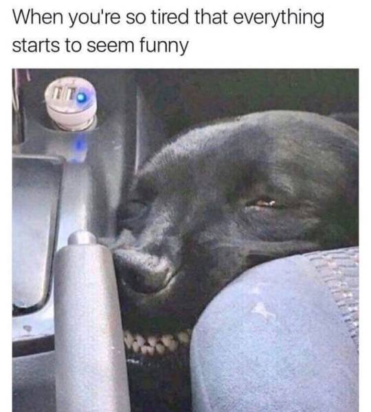 funny picdump 52 pics 21.html - 52 HD Photos | Premium Gallery 2018