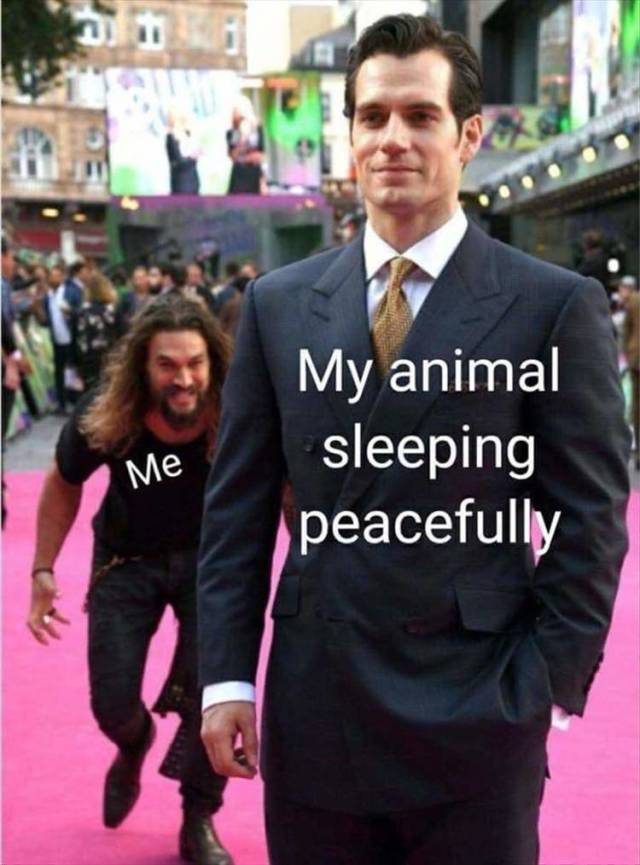 funny picdump 52 pics 21.html - 52 HD Photos | Premium Gallery 2018