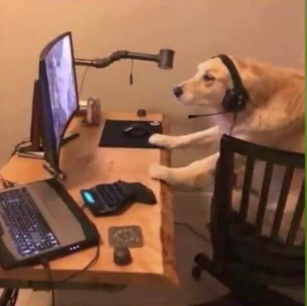 daily picdump weekend edition 51 pics 7.html - 51 HD Photos | Premium Gallery 2018