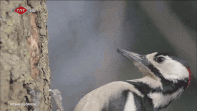 Fantastic GIFs Showing Things We Don’t See Every Day
