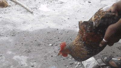 Fantastic GIFs Showing Things We Don’t See Every Day