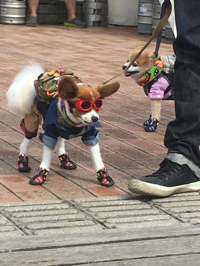 daily picdump 93 pics 19.html - 93 HD Photos | Premium Gallery 2018