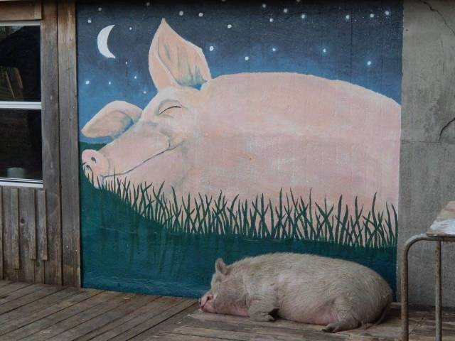 Daily Picdump