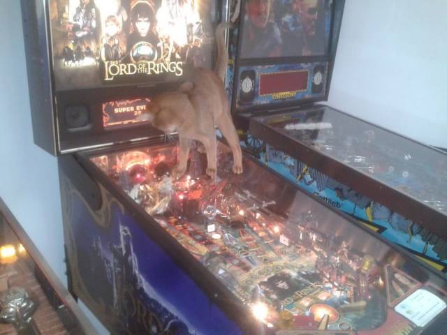 daily picdump weekend edition 76 pics 1.html - 76 HD Photos | Premium Gallery 2018