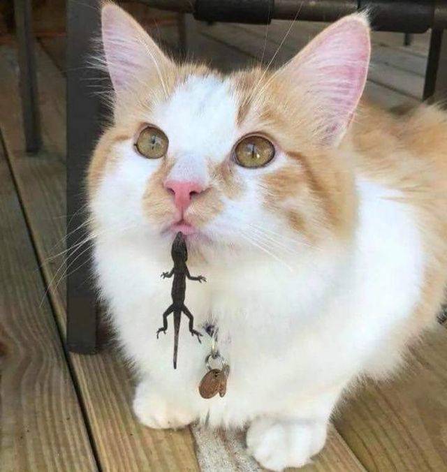 daily picdump 91 pics 7.html - 91 HD Photos | Premium Gallery 2018