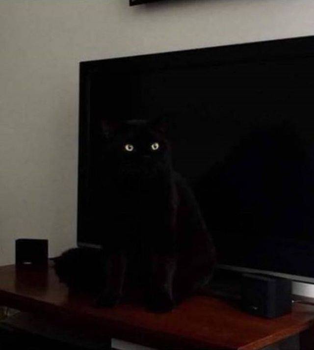 daily picdump 95 pics 25.html - 95 HD Photos | Premium Gallery 2018