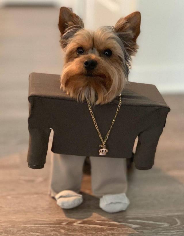 daily picdump weekend edition 65 pics 7.html - 65 HD Photos | Premium Gallery 2018