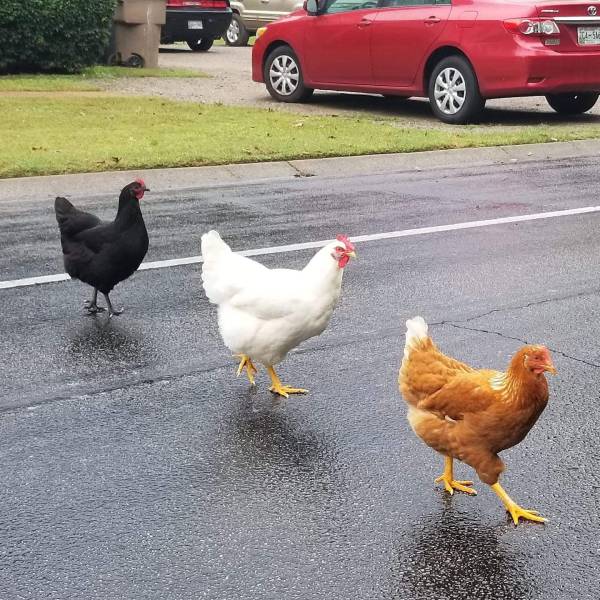 daily picdump 96 pics 4.html - 96 HD Photos | Premium Gallery 2018