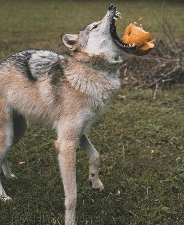 daily picdump 98 pics 37.html - 98 HD Photos | Premium Gallery 2018