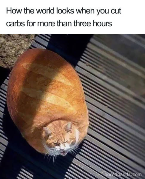 You Know You Like Both Food And Memes