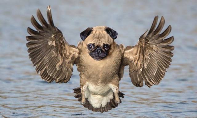 funny picdump 50 pics 23.html - 50 HD Photos | Premium Gallery 2018
