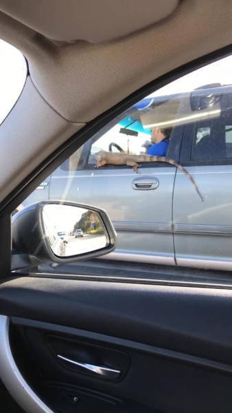 Morning Picdump
