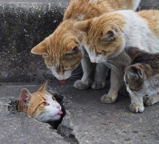 daily picdump 94 pics 12.html - 94 HD Photos | Premium Gallery 2018