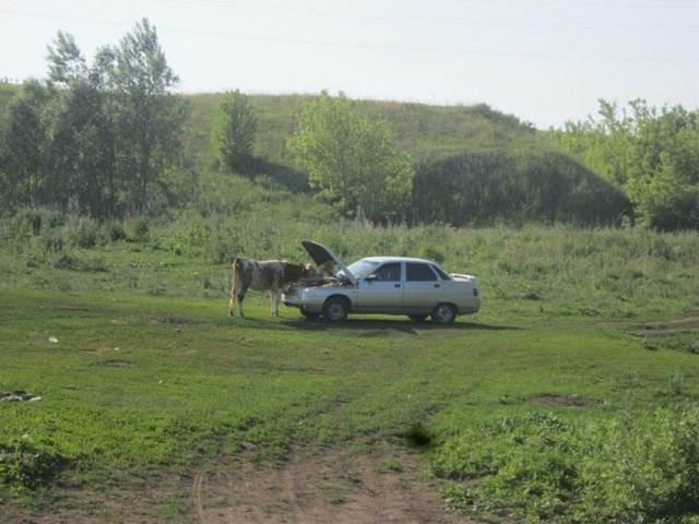 daily picdump 96 pics 41.html - 96 HD Photos | Premium Gallery 2018