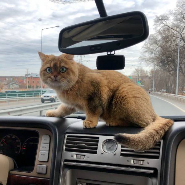 daily picdump 97 pics 45.html - 97 HD Photos | Premium Gallery 2018