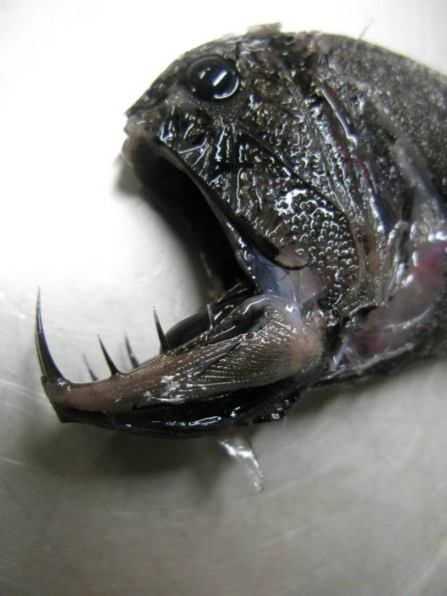 daily picdump 96 pics 42.html - 96 HD Photos | Premium Gallery 2018