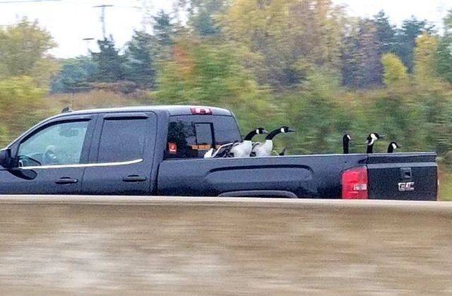 daily picdump 95 pics 9.html - 95 HD Photos | Premium Gallery 2018