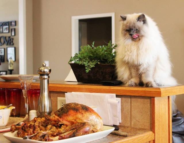 daily picdump 97 pics 6.html - 97 HD Photos | Premium Gallery 2018