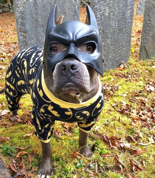 daily picdump 97 pics 6.html - 97 HD Photos | Premium Gallery 2018