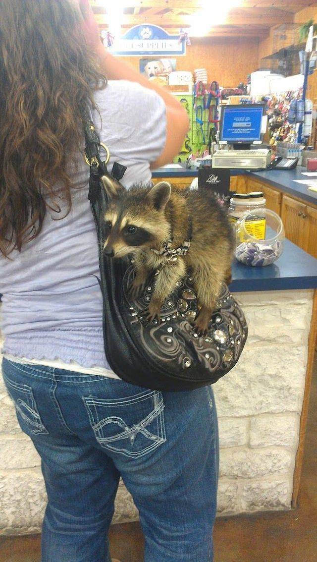 daily picdump 98 pics 42.html - 98 HD Photos | Premium Gallery 2018