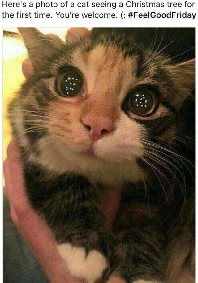 daily picdump 98 pics 3.html - 98 HD Photos | Premium Gallery 2018