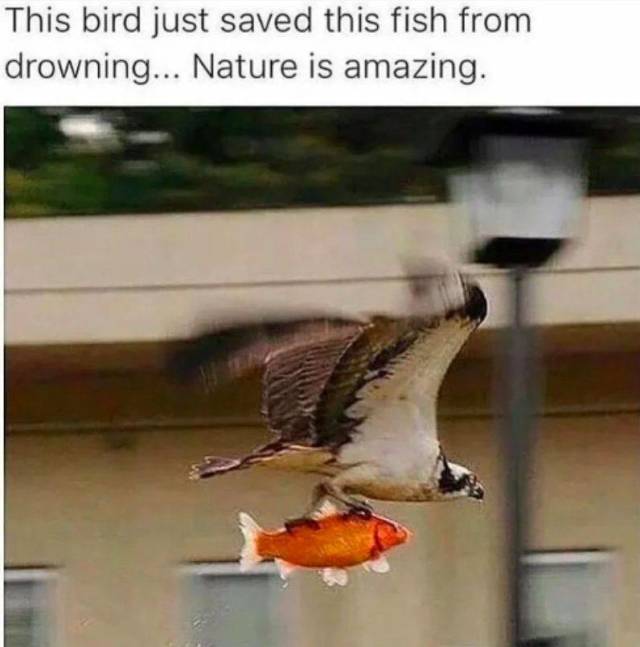 daily picdump weekend edition 72 pics 9.html - 72 HD Photos | Premium Gallery 2018