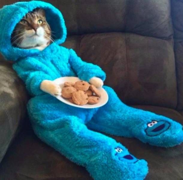 daily picdump weekend edition 68 pics 21.html - 68 HD Photos | Premium Gallery 2018