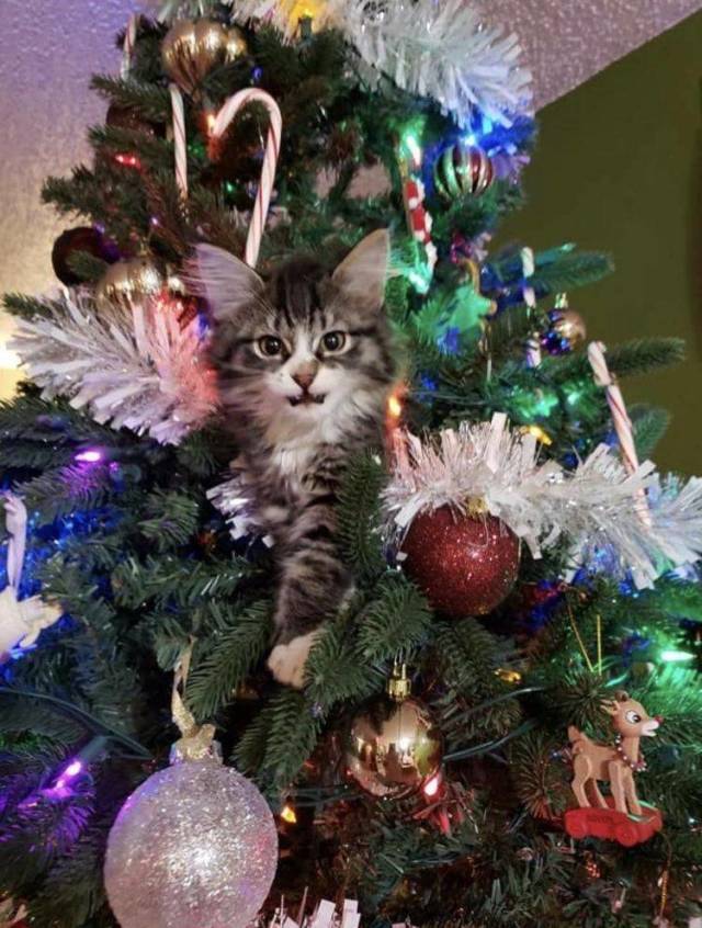 Daily Picdump [WEEKEND EDITION]