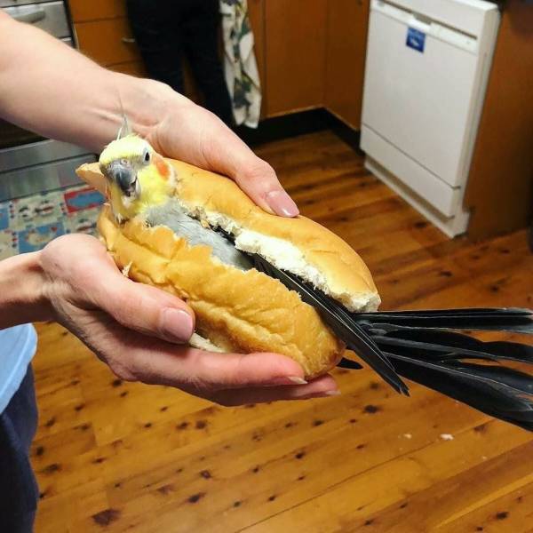 daily picdump 90 pics 20.html - 90 HD Photos | Premium Gallery 2018