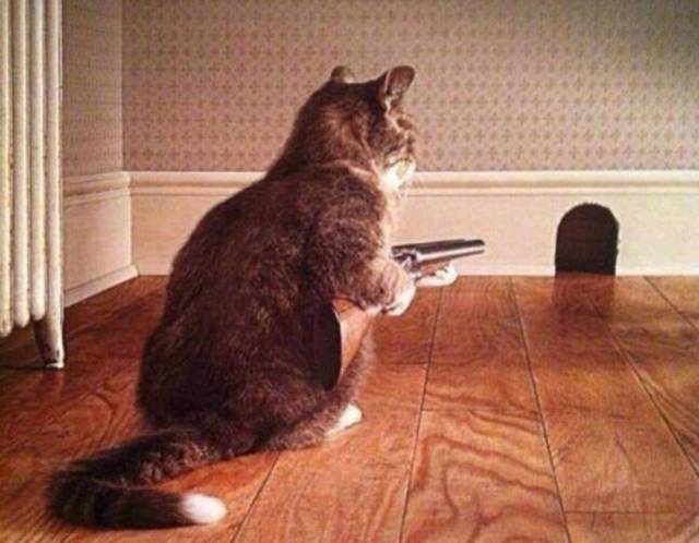 daily picdump weekend edition 84 pics 18.html - 84 HD Photos | Premium Gallery 2018