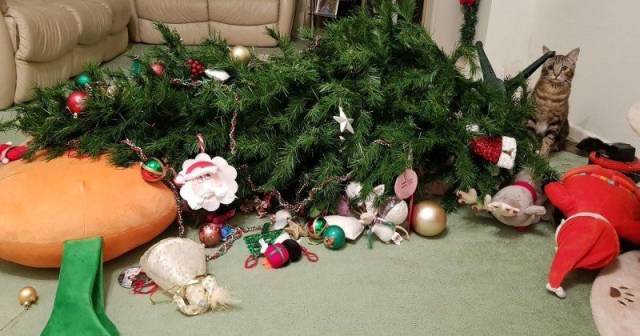 daily picdump weekend edition 84 pics 18.html - 84 HD Photos | Premium Gallery 2018