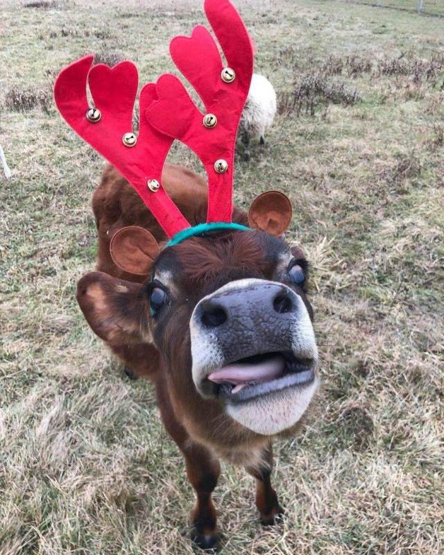 daily picdump weekend edition 84 pics 18.html - 84 HD Photos | Premium Gallery 2018