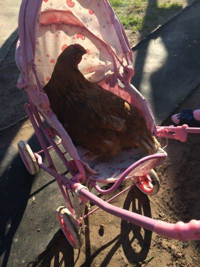 daily picdump weekend edition 84 pics 18.html - 84 HD Photos | Premium Gallery 2018