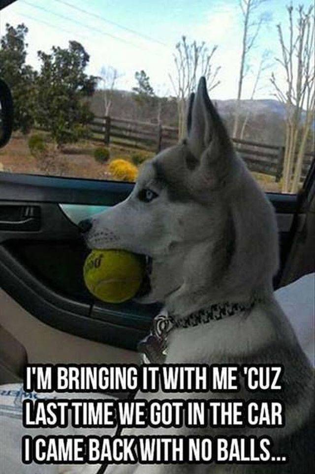 These Dog Memes Are Too Woofunny!