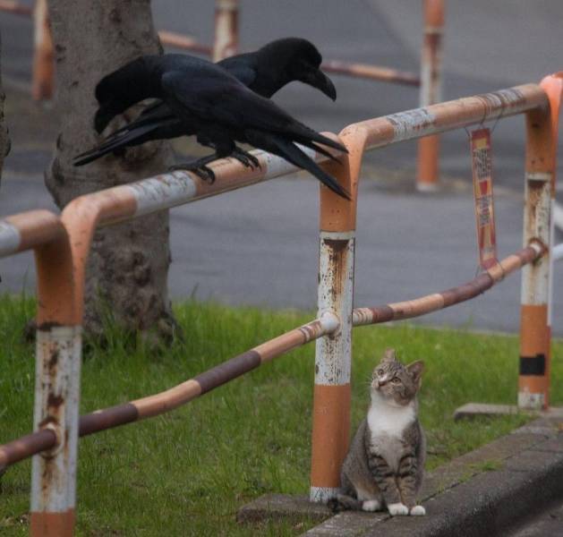 daily picdump 98 pics 35.html - 98 HD Photos | Premium Gallery 2019