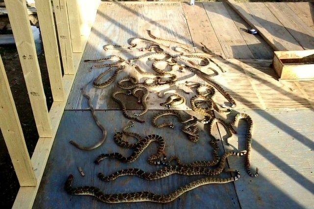 daily picdump 98 pics 35.html - 98 HD Photos | Premium Gallery 2019