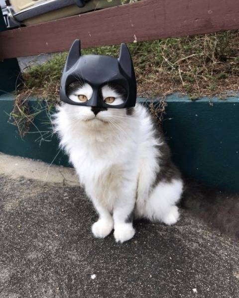 daily picdump 87 pics 42.html - 87 HD Photos | Premium Gallery 2019