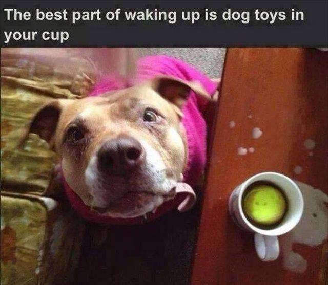 daily picdump 105 pics 27.html - 105 HD Photos | Premium Gallery 2019