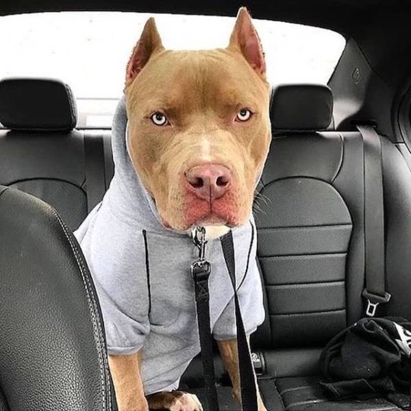 daily picdump 105 pics 27.html - 105 HD Photos | Premium Gallery 2019