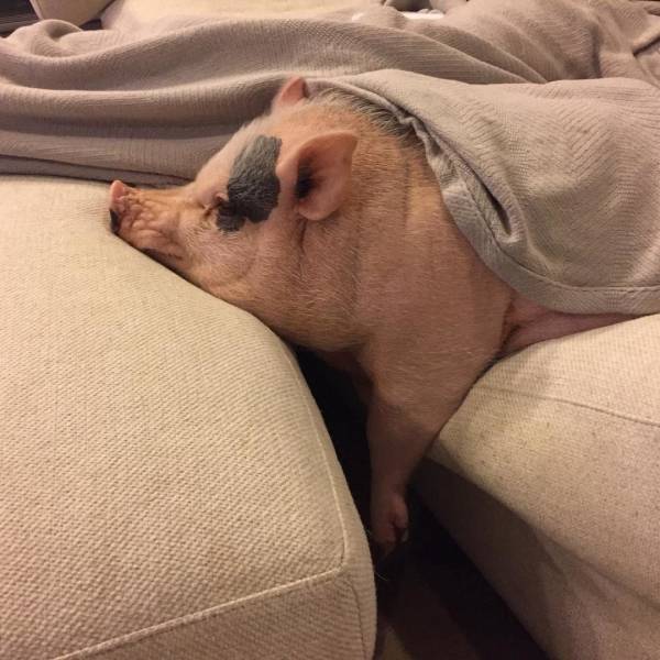 daily picdump weekend edition 63 pics 4.html - 63 HD Photos | Premium Gallery 2019