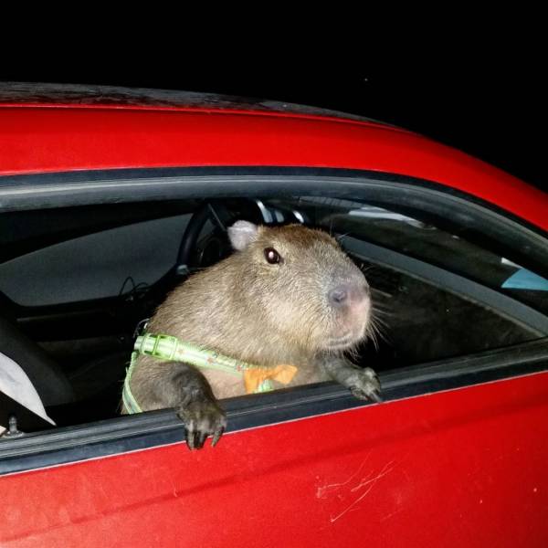 daily picdump 99 pics 34.html - 99 HD Photos | Premium Gallery 2019