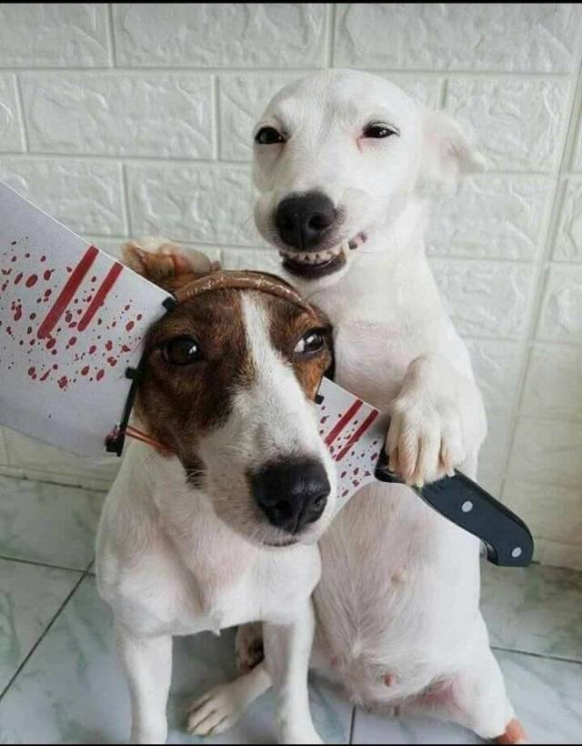 Morning Picdump