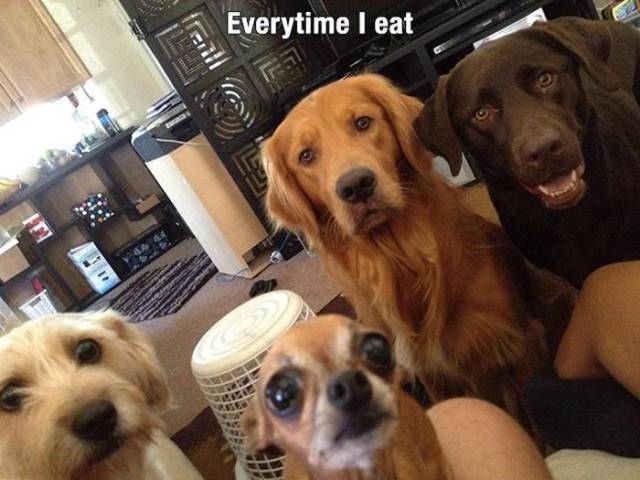 top 100 animals pics of the year 2019.html - 1 HD Photos | Premium Gallery 2019