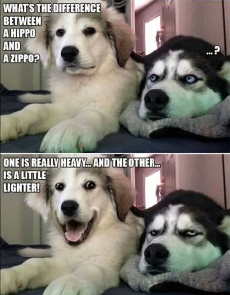 page,5,top 250 funny pics of the year 2019.html - 1 HD Photos | Premium Gallery 2019