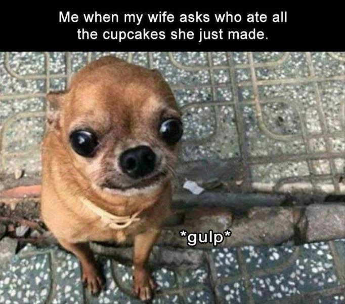 funny picdump 52 pics 12.html - 52 HD Photos | Premium Gallery 2019