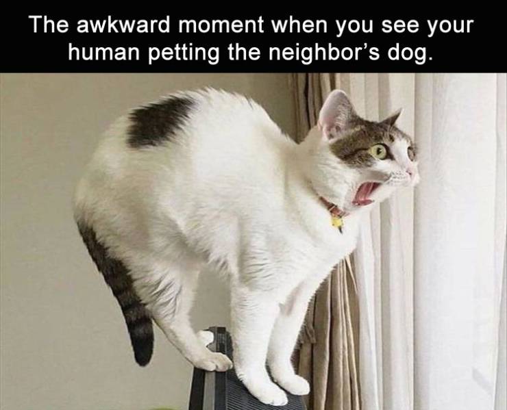 funny picdump 51 pics 4.html - 51 HD Photos | Premium Gallery 2019