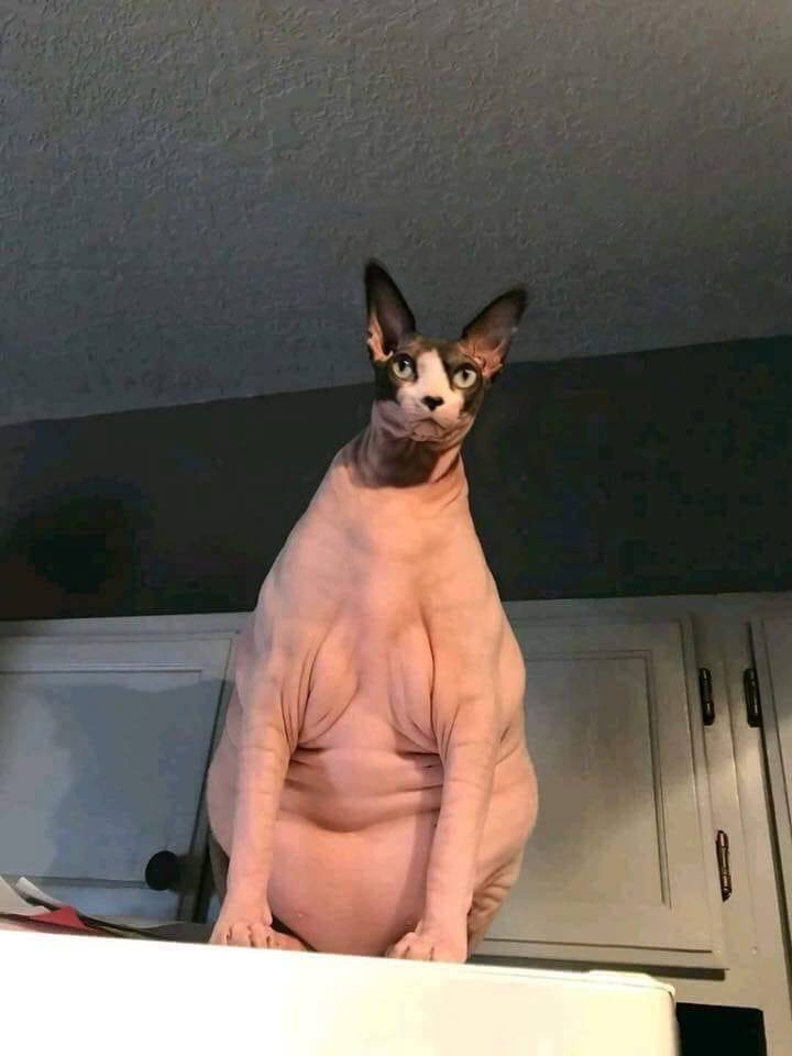 daily picdump weekend edition 50 pics 17.html - 50 HD Photos | Premium Gallery 2019